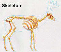 Deer Skeleton